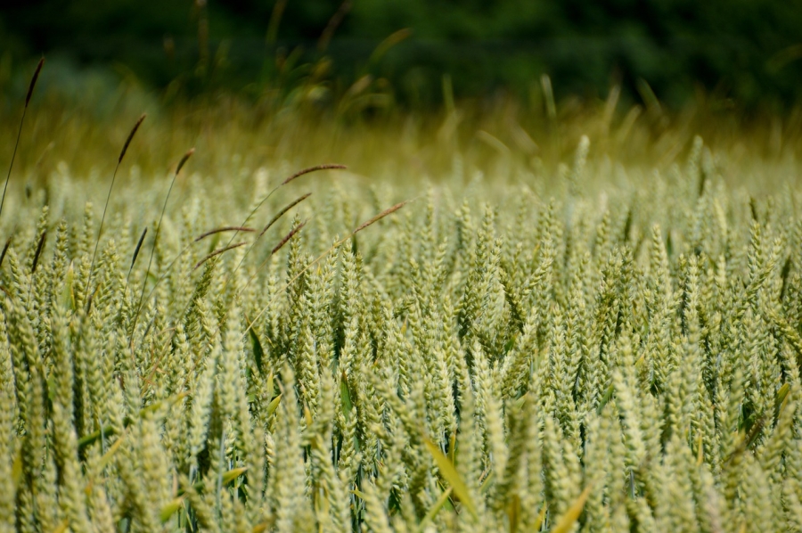 field-3561850_1280