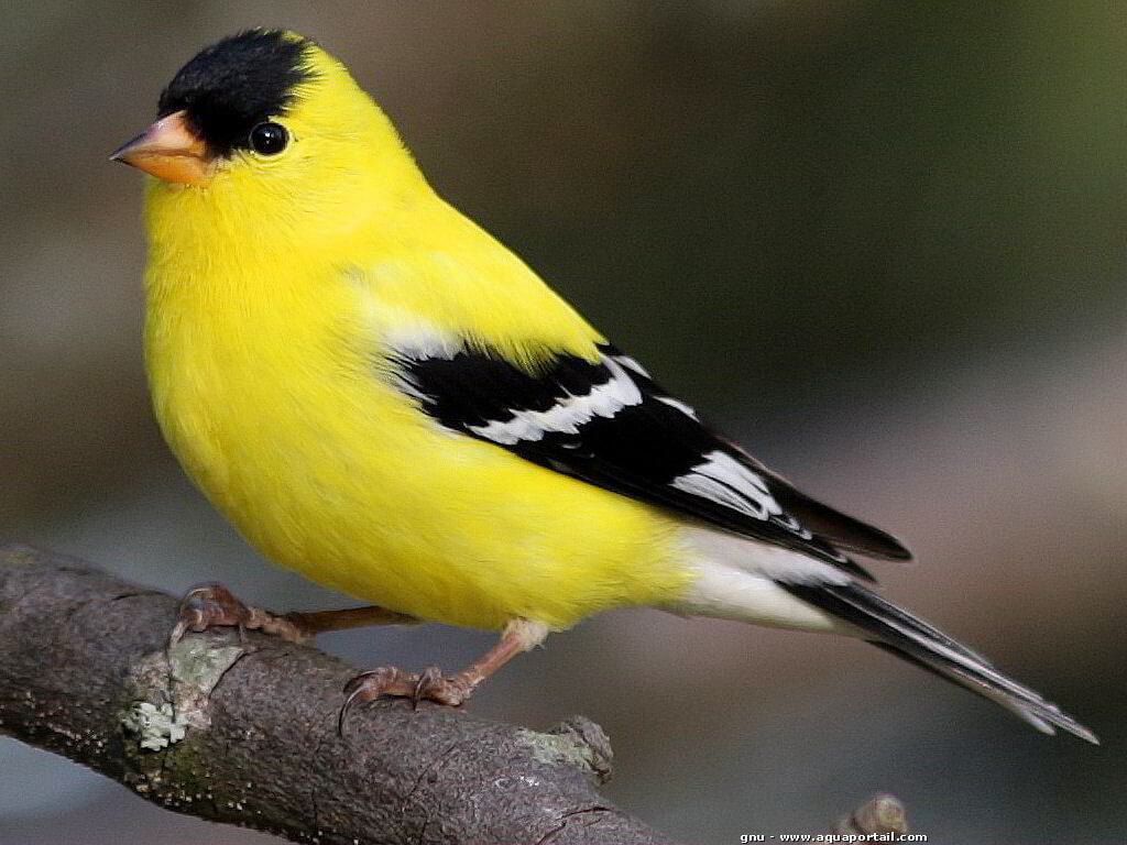 Ces oiseaux sont des goelands tachetes.