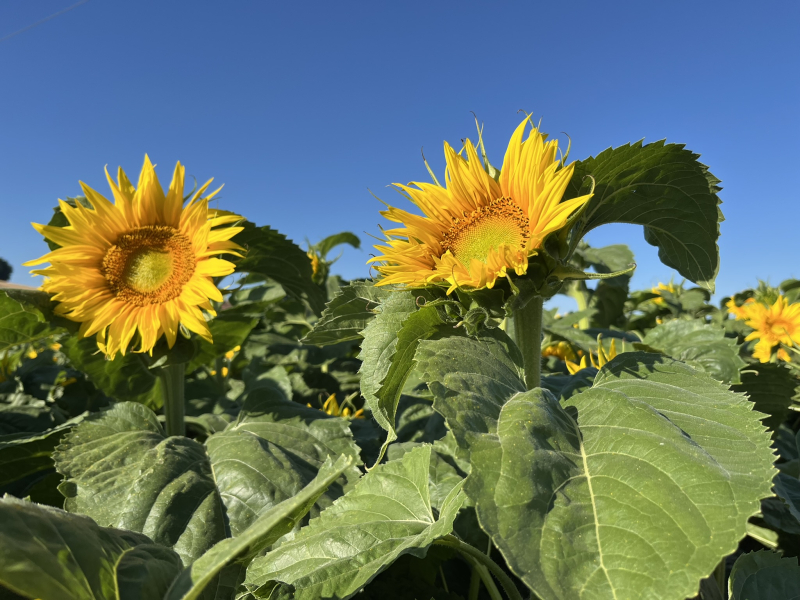 sonnenblumen_blte